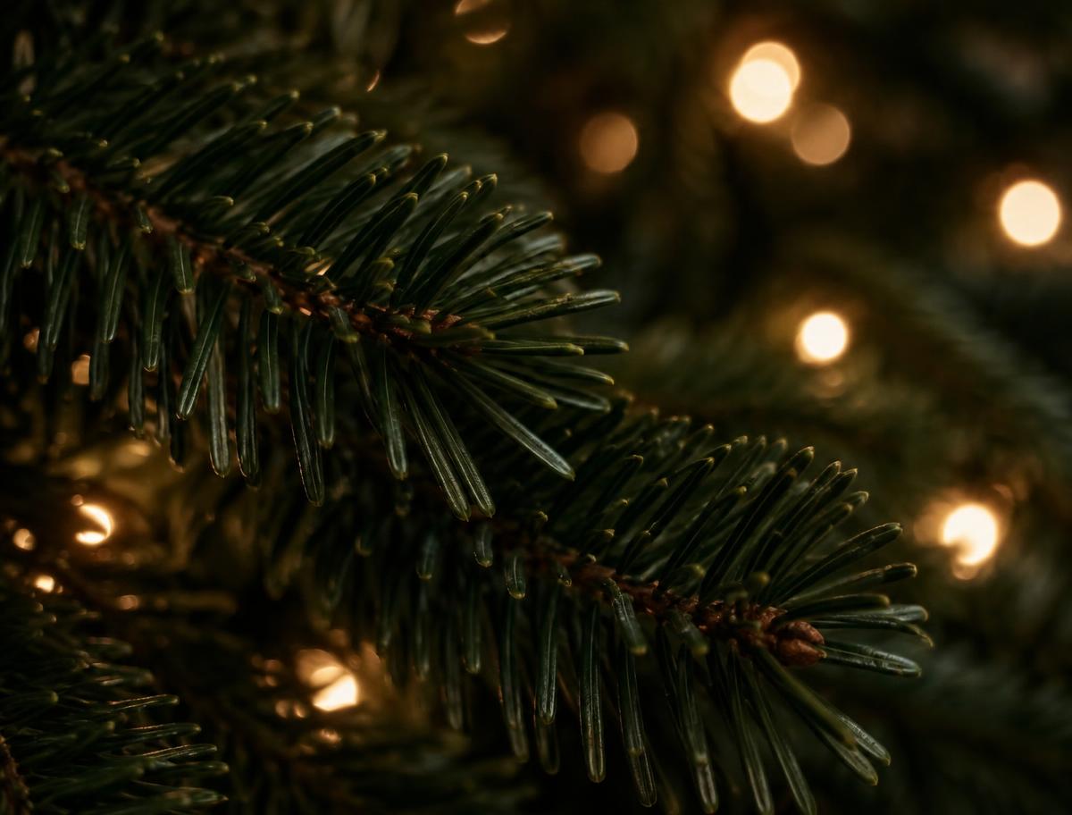 Close-up of Nordmann fir needles under the stand lights